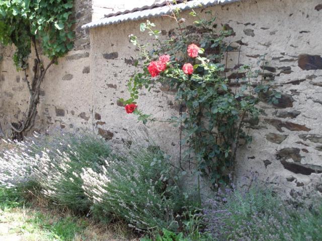Bauernstube Scheidterhof Daire Kobern-Gondorf Dış mekan fotoğraf